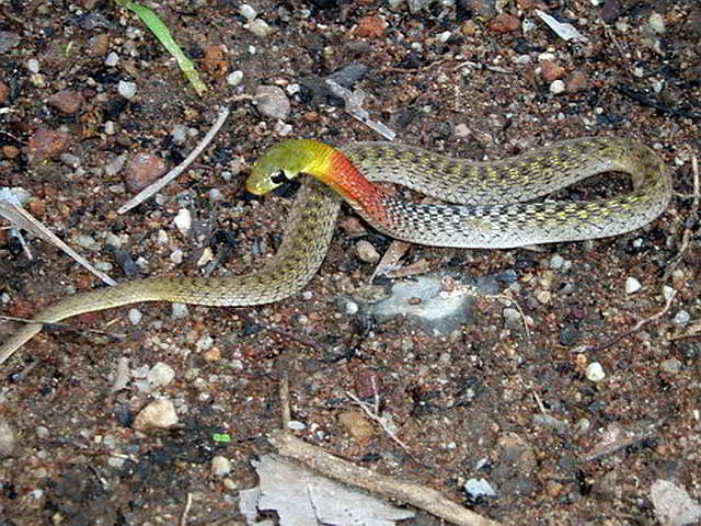 Rhabdophis subminiatus (Red-necked Keelbeck Snake)