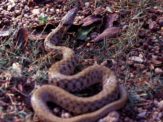 Xenochrophis flavipunctatus (Common Keelback Snake)