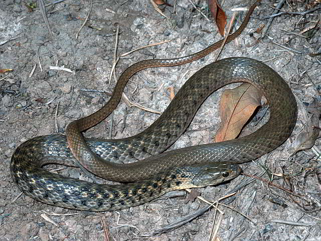 Xenochrophis piscator (Checkered Keelback)