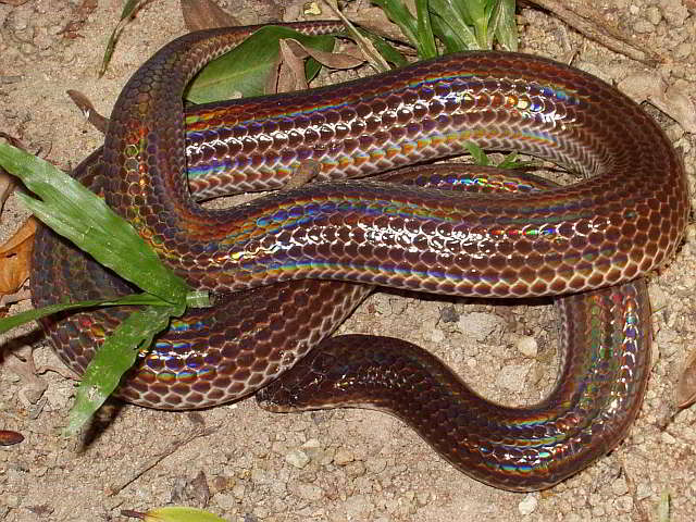 Xenopeltis unicolor (Sunbeam Snake)