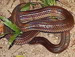 Xenopeltidae - Sunbeam Snakes