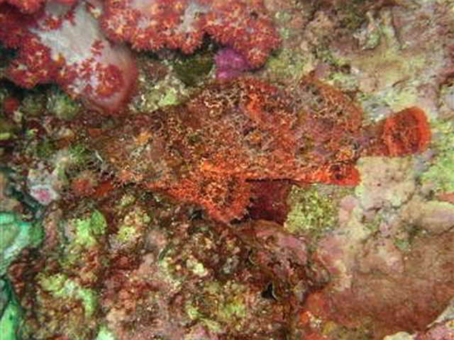 Rockfish (Synanceia verrucosa)