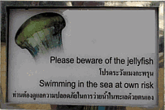 Jellyfish warning signs